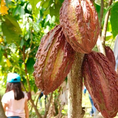 Cacao en árbol